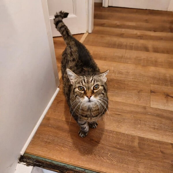Chat en haut d'un escalier