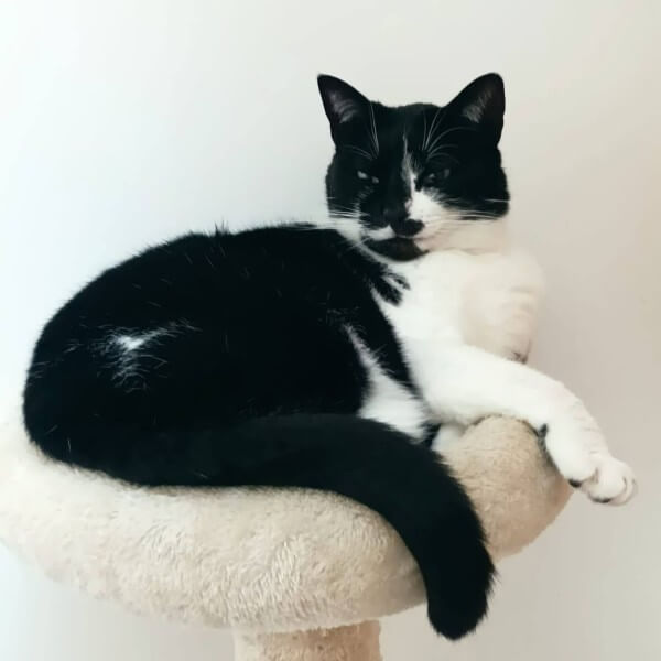 Chat détendu